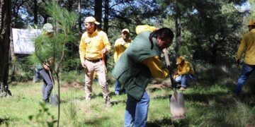 Destinarán 300 mil plantas a la Mixteca para reforestación