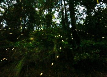 Inauguración de la Temporada de Luciérnagas 2024 en Tlahuapan