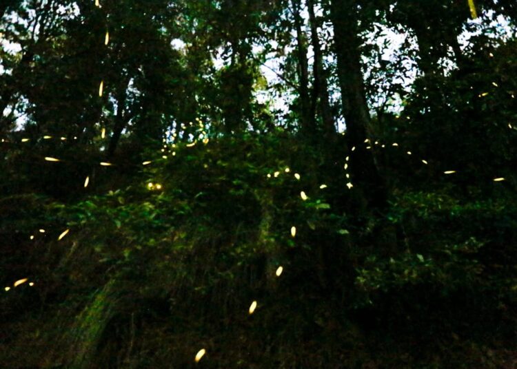 Inauguración de la Temporada de Luciérnagas 2024 en Tlahuapan