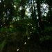 Inauguración de la Temporada de Luciérnagas 2024 en Tlahuapan