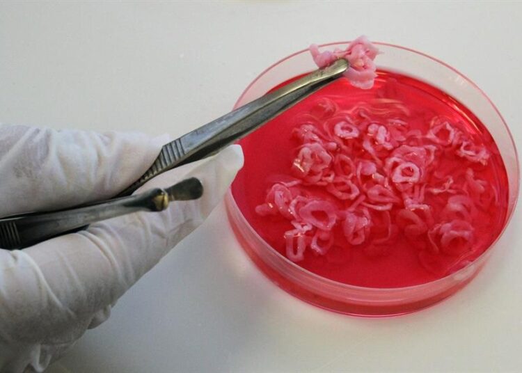 Reino Unido, primer país europeo en autorizar venta de carne cultivada en laboratorio