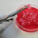 Reino Unido, primer país europeo en autorizar venta de carne cultivada en laboratorio