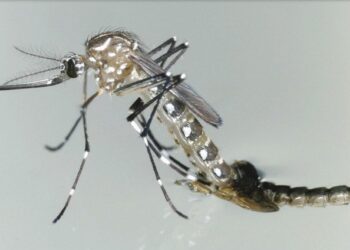 Reportan 32 hospitalizaciones por dengue