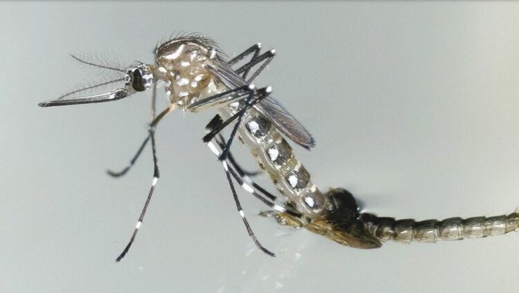 Reportan 32 hospitalizaciones por dengue