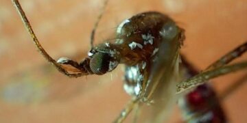 Reportan 6 personas hospitalizadas por dengue