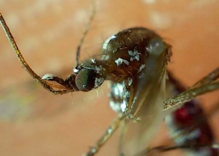 Reportan 6 personas hospitalizadas por dengue
