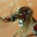 Reportan 6 personas hospitalizadas por dengue