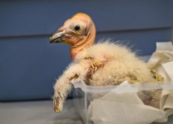 Zoológico de Los Ángeles celebra récord de polluelos nacidos de cóndores de California
