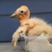Zoológico de Los Ángeles celebra récord de polluelos nacidos de cóndores de California