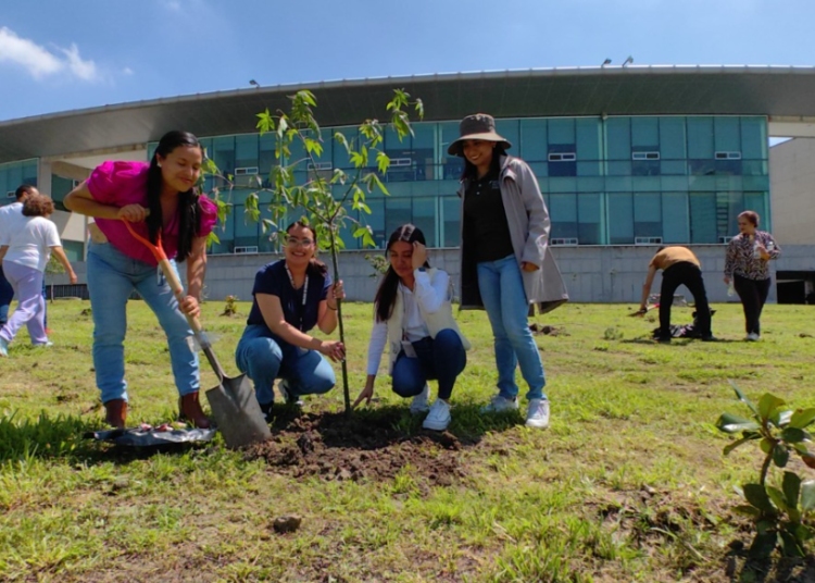 Reforestarán perímetro de Ciudad Judicial Siglo XXI