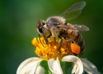 Como una abeja