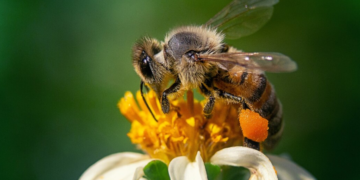 Como una abeja