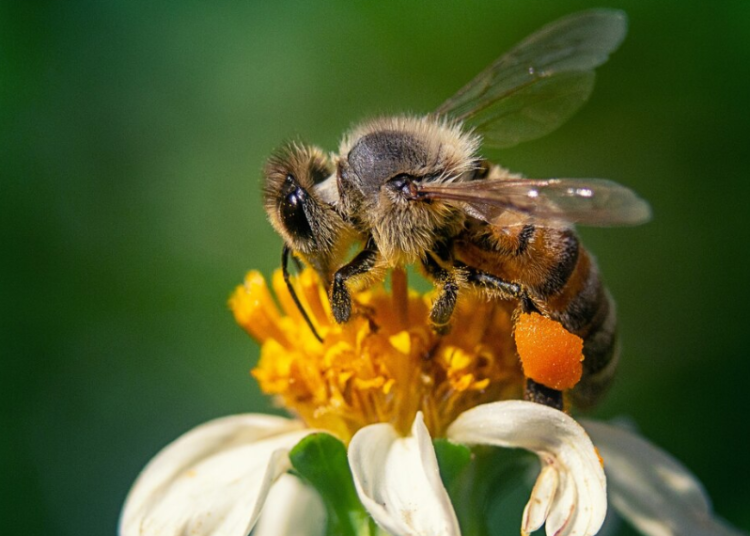 Como una abeja