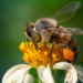 Como una abeja