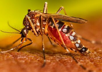 Reportan 14 personas hospitalizadas por dengue