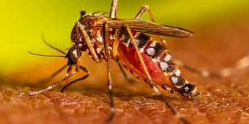 Reportan 14 personas hospitalizadas por dengue