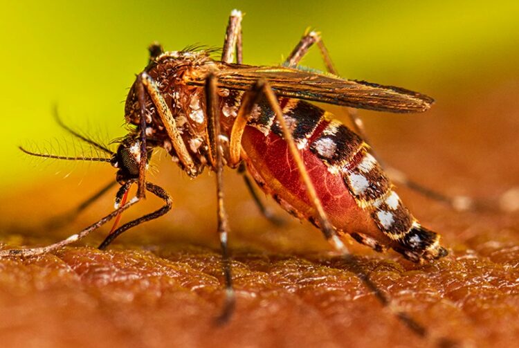 Reportan 14 personas hospitalizadas por dengue