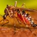 Reportan 14 personas hospitalizadas por dengue