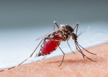 Reportan 6 casos de dengue