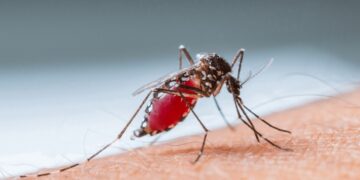 Reportan 6 casos de dengue