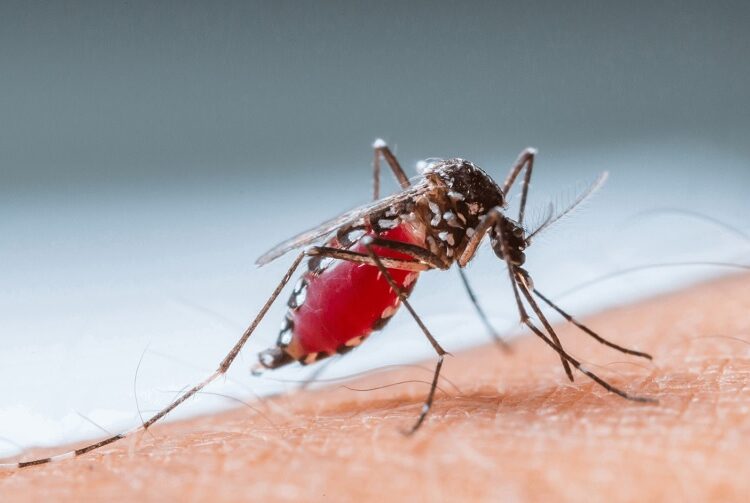 Reportan 6 casos de dengue