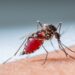 Reportan 6 casos de dengue