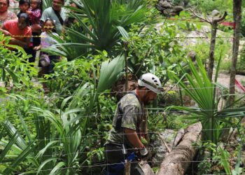 Sacerdotes mayas y funcionarios indagan caída de una ceiba gigante en un cenote en México