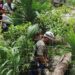 Sacerdotes mayas y funcionarios indagan caída de una ceiba gigante en un cenote en México