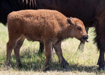 Cría de bisonte americano nace en reserva natural en Monterrey