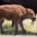 Cría de bisonte americano nace en reserva natural en Monterrey