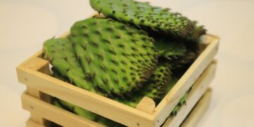 Invita gobierno estatal a Feria de la Tuna y Nopal de San Sebastián Villanueva