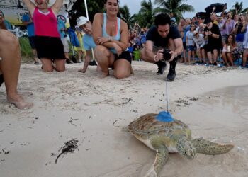 Liberan en los Cayos de Florida a una tortuga marina rehabilitada