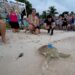 Liberan en los Cayos de Florida a una tortuga marina rehabilitada