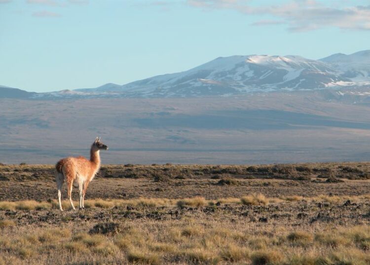 Celebran por primera vez el Día Internacional del Guanaco para promover su conservación