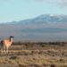 Celebran por primera vez el Día Internacional del Guanaco para promover su conservación