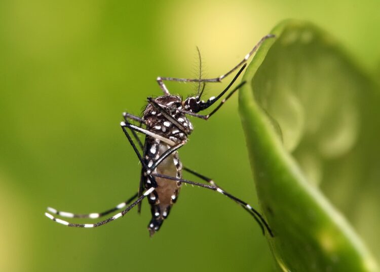Reportan 6 personas hospitalizadas por dengue