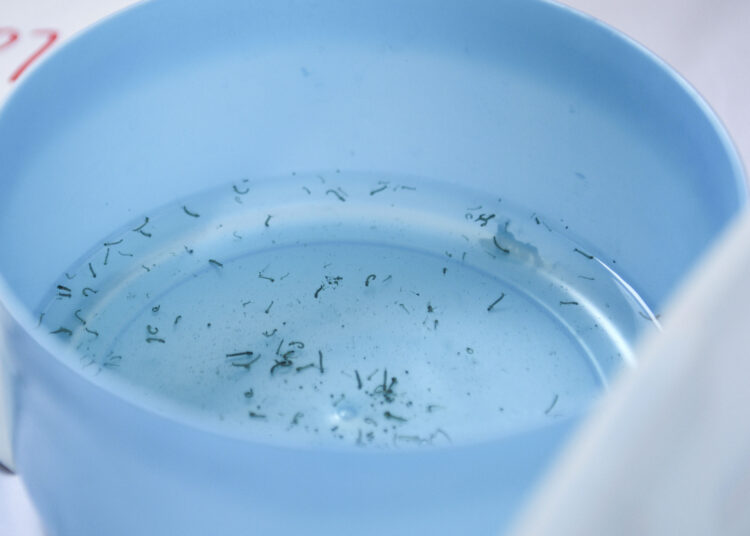 Concentran cinco municipios de Puebla el 58.9 % de casos de dengue: Salud