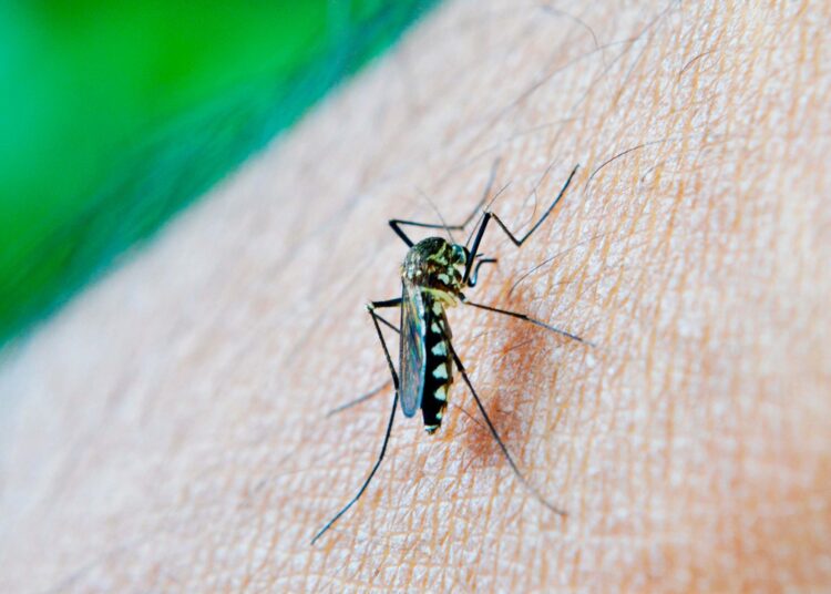 Reporta Salud presencia de dengue en 58 municipios de Puebla