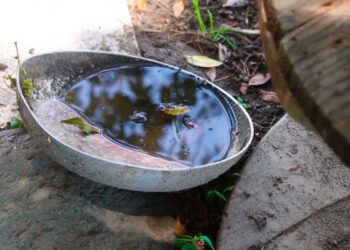 Reportan 14 personas hospitalizadas por dengue
