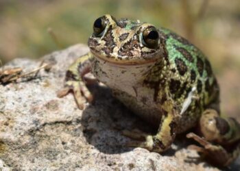 SPIC-Zuma Energía fortalece la biodiversidad: éxito en la conservación de la rana de madriguera en Jalisco