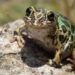 SPIC-Zuma Energía fortalece la biodiversidad: éxito en la conservación de la rana de madriguera en Jalisco