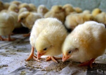 Granjas suizas sexarán huevos de gallina para evitar el sacrificio de millones de machos