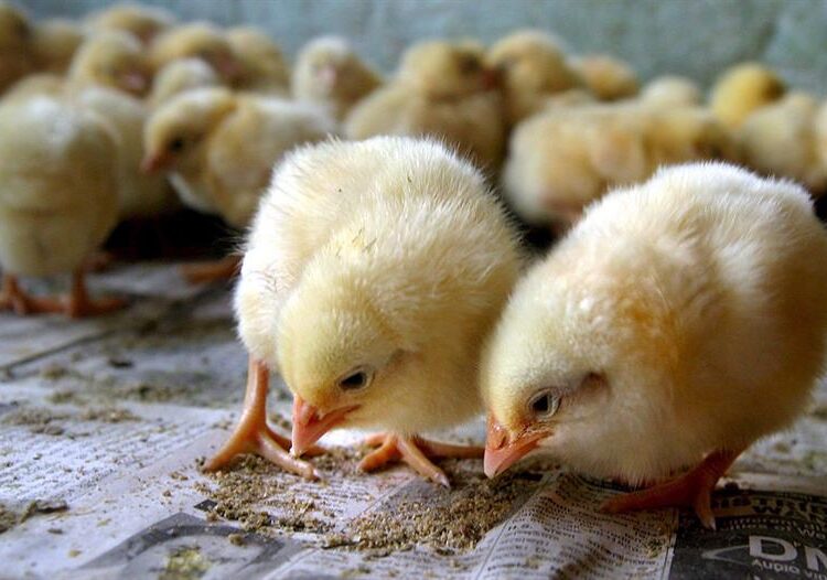 Granjas suizas sexarán huevos de gallina para evitar el sacrificio de millones de machos