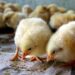 Granjas suizas sexarán huevos de gallina para evitar el sacrificio de millones de machos