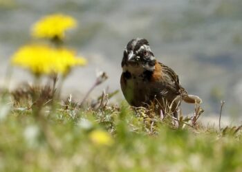Aves de Colombia se refugian en los cultivos de flores ante la pérdida de sus hábitats