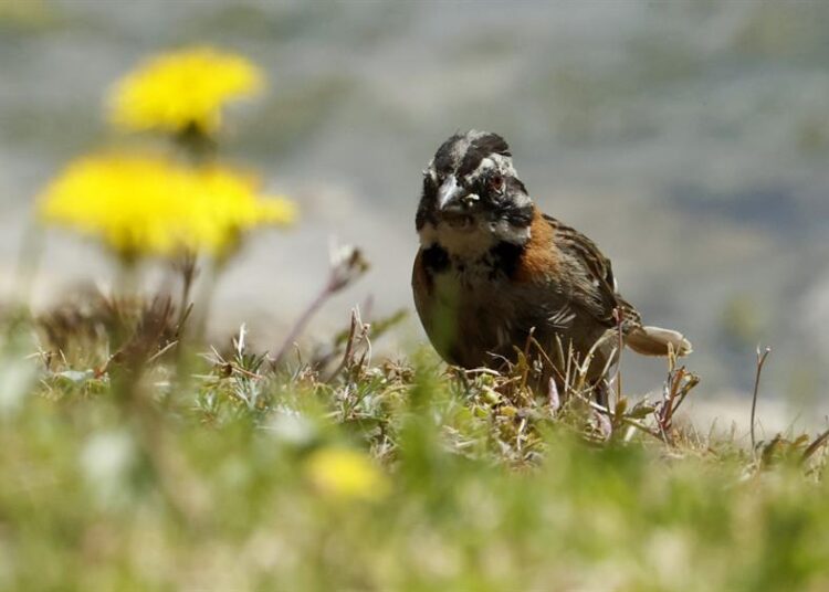 Aves de Colombia se refugian en los cultivos de flores ante la pérdida de sus hábitats