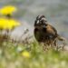Aves de Colombia se refugian en los cultivos de flores ante la pérdida de sus hábitats