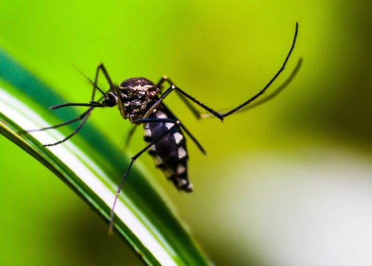 Realizan acciones preventivas contra serotipo 3 de dengue en Atlixco
