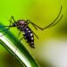 Realizan acciones preventivas contra serotipo 3 de dengue en Atlixco