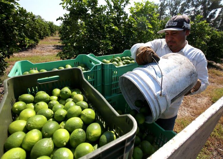 Limoneros del estado de Michoacán ceden a pagar extorsiones al narcotráfico